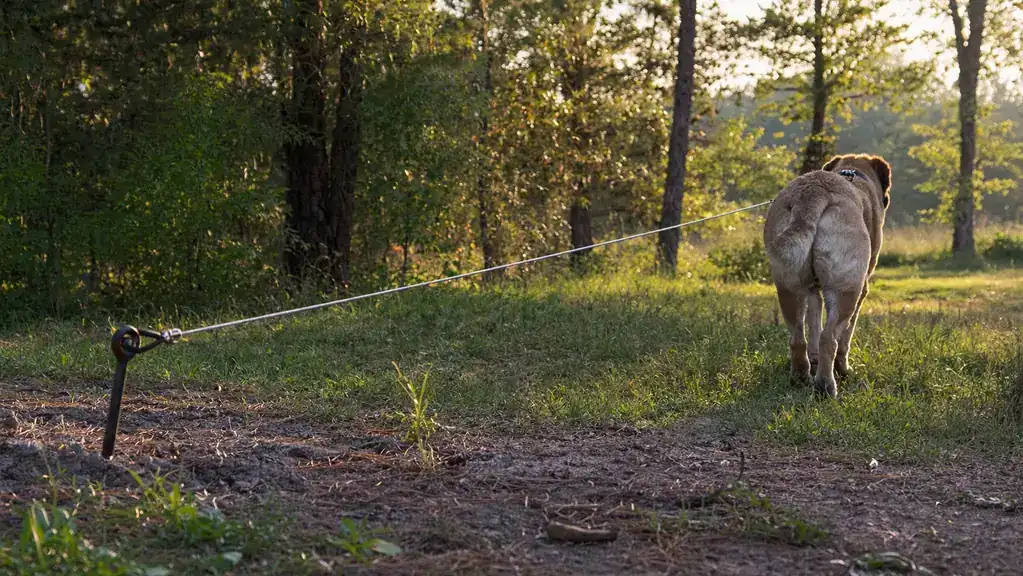 A large dog walking the full length of a tie-out cable in a forest clearing, the cable stretched straight behind